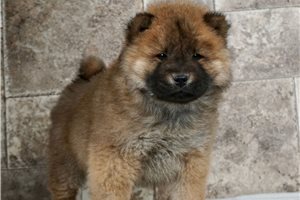 Chow Chow cute puppies